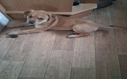 Mixed Breed dogs for sale: Whippet rottweiler  - Image 2
