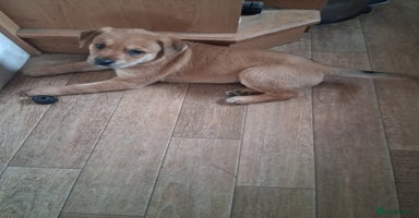 Mixed Breed dogs - Advert 15