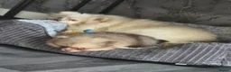 Pomeranian dogs for sale: Female Pomeranian  in Solihull - Advert 3