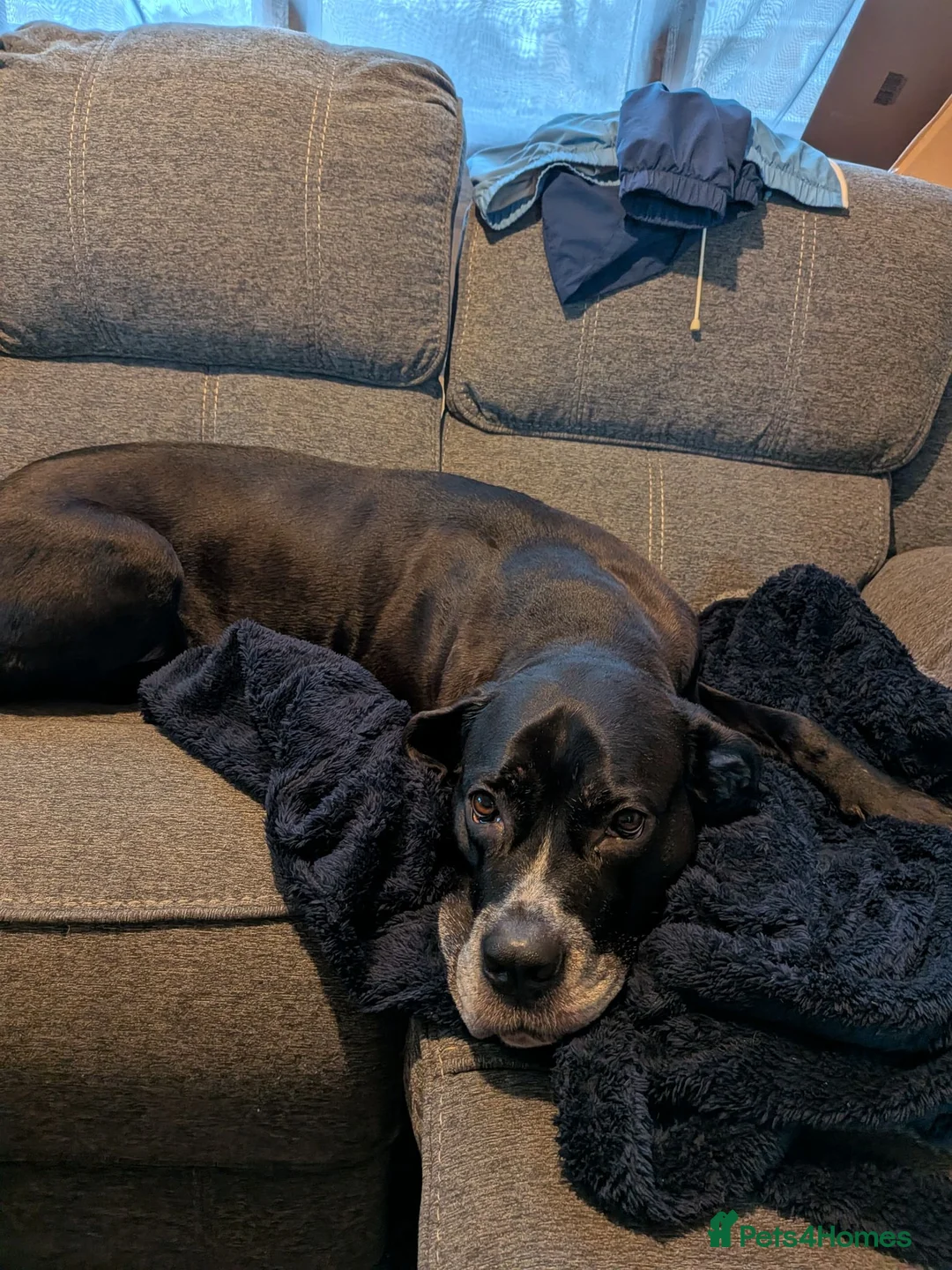 Cane Corso dogs for sale: Cane Corso Female *READ DESCRIPTION* - Advert 2