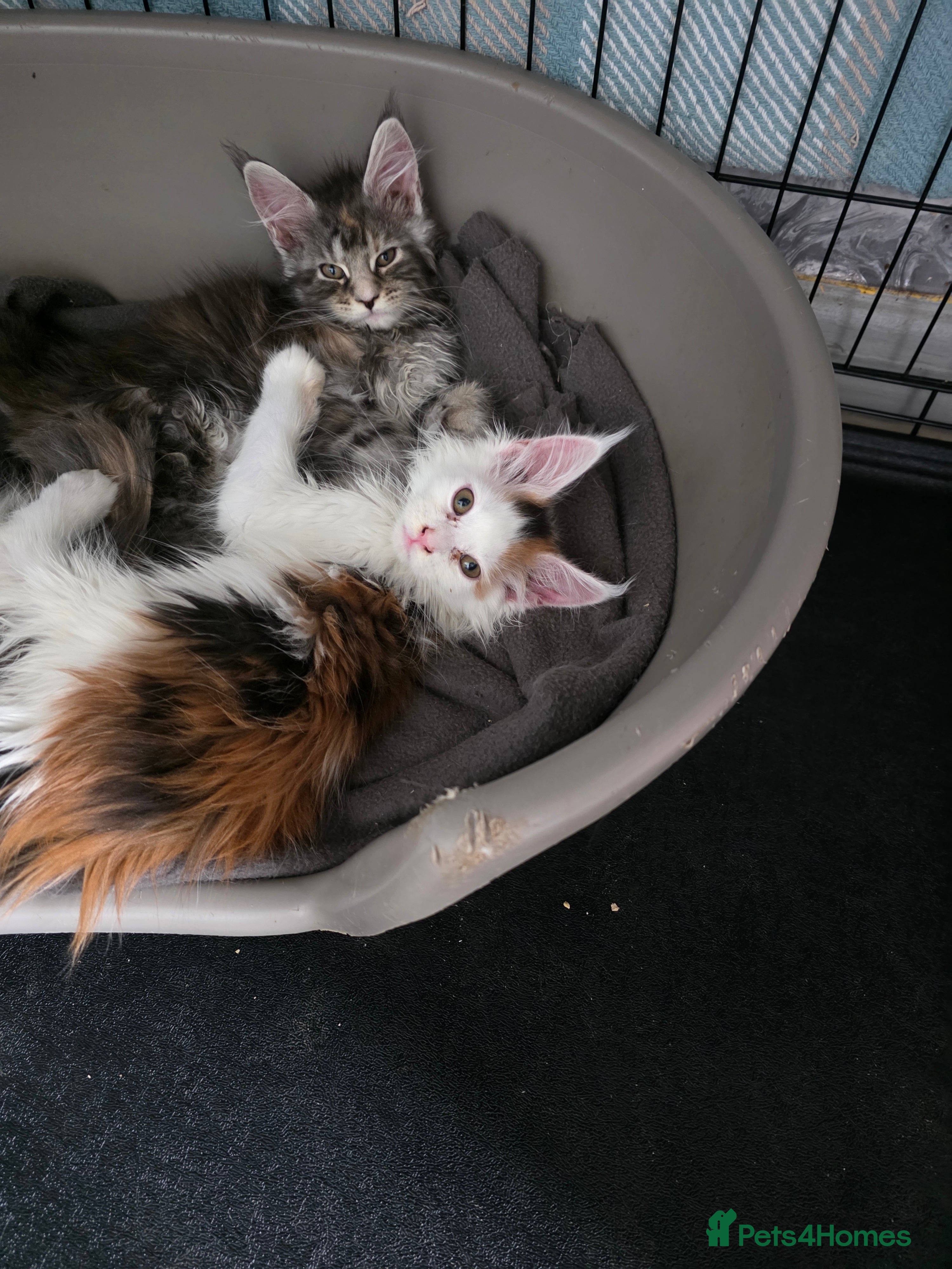 Maine Coon cats STUNNING MAINE COON KITTENS  - Advert 3