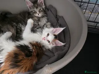 Maine Coon cats STUNNING MAINE COON KITTENS - Advert 6