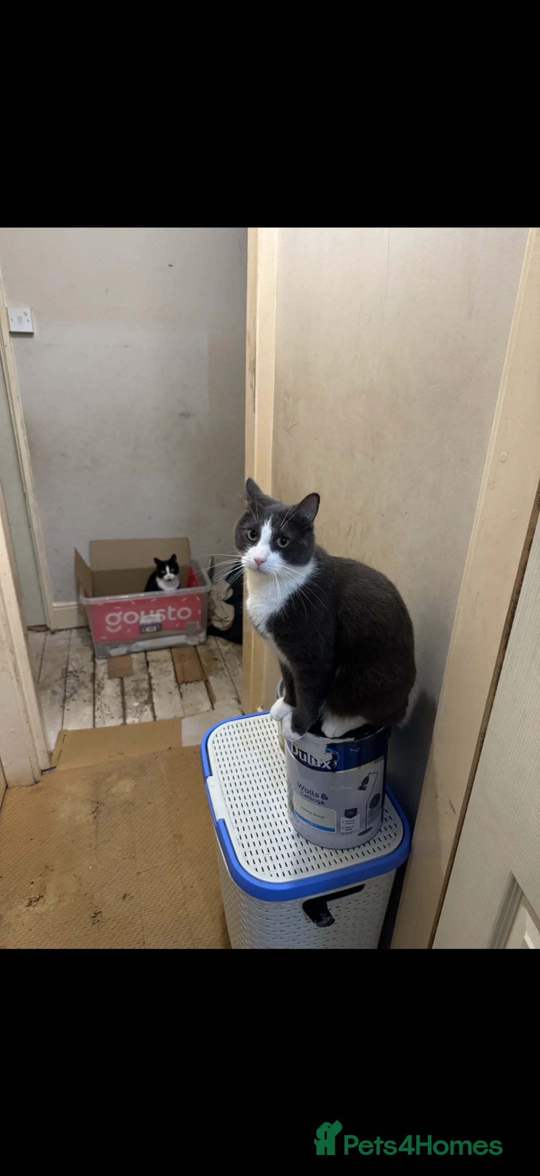 Mixed Breed cats for sale: Two male house trained brothers - Advert 7