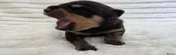 Rottweiler dogs for sale: Healthy & Chunky Family Raised Rottweiler Puppies - Advert 21
