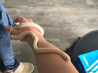 Corn Snake reptiles Corn Snake Snow - Advert 1