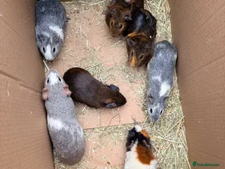 Guinea Pig rodents Baby sow guinea pigs - Advert 13
