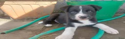 Border Collie dogs for sale: Confident, Friendly Collie Puppies - Advert 12