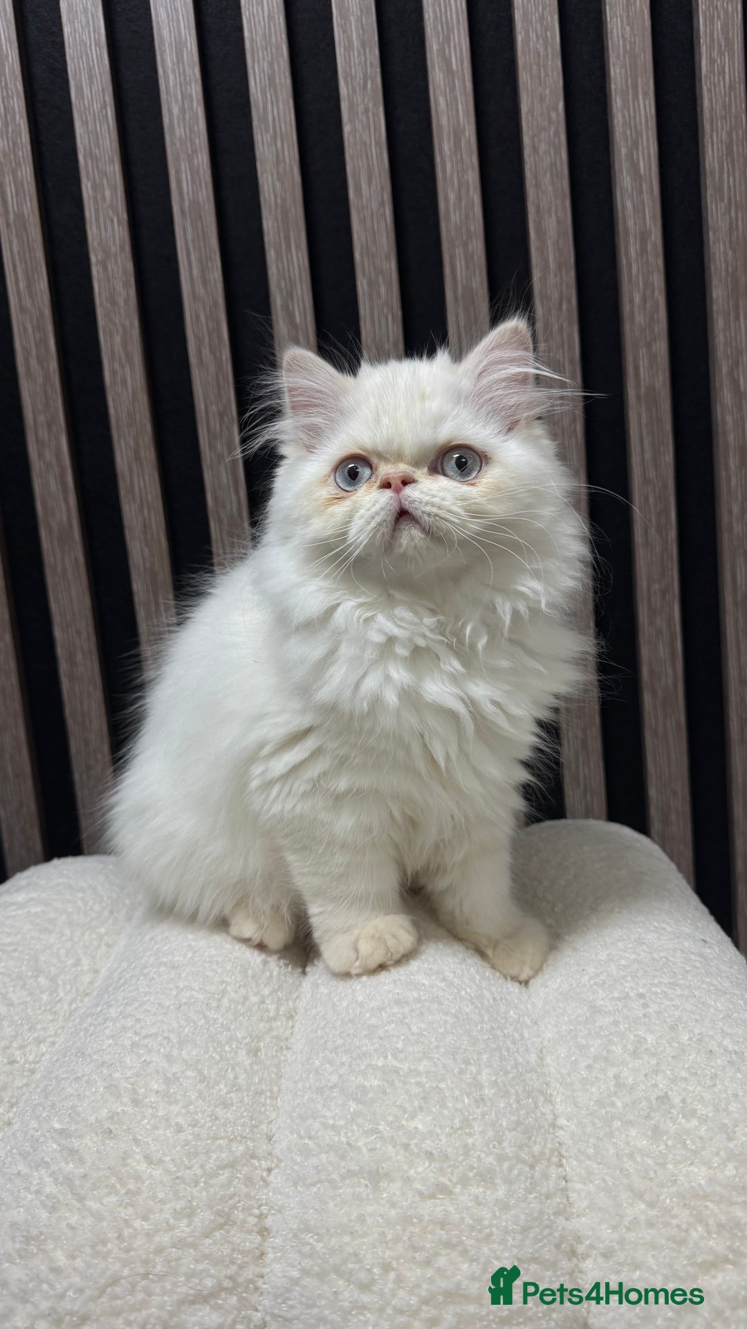 Persian cats for sale: Beautiful Persian Male Kitten Available - Advert 3