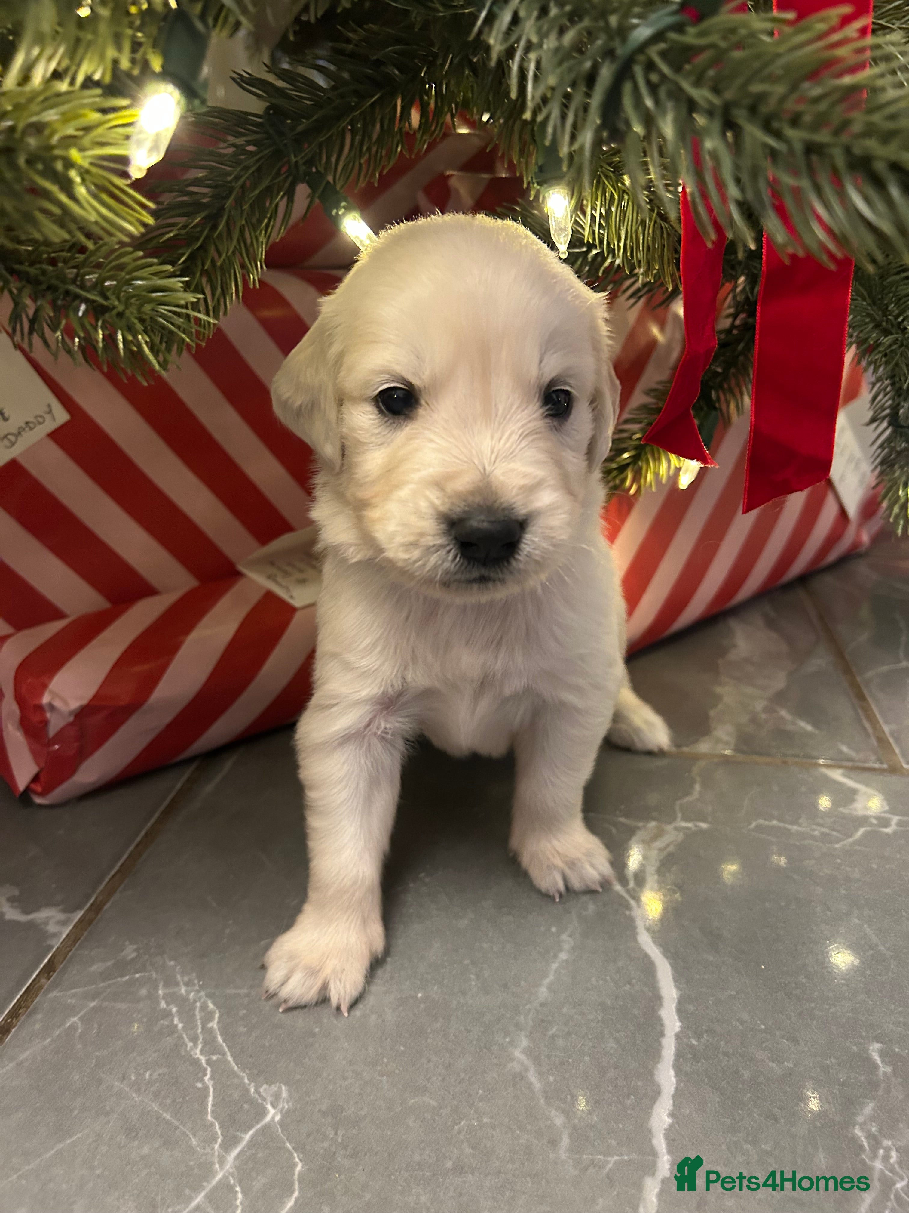 Golden Retriever dogs 6 ( 2 left) KC REG CHUNKY GOLDEN RETRIEVER BOYS  - Advert 8