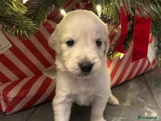 Golden Retriever dogs 6 ( 2 left) KC REG CHUNKY GOLDEN RETRIEVER BOYS - Advert 1