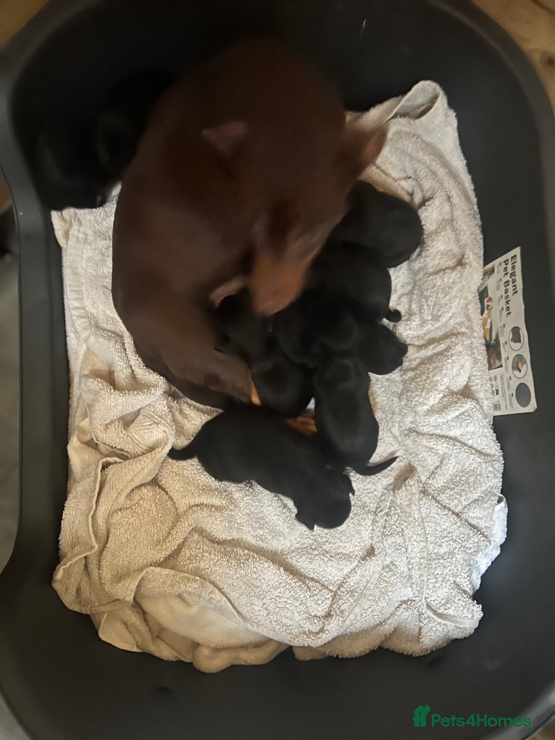 Jack Russell dogs for sale: Miniature Jack Russell puppies 🐶  - Advert 16