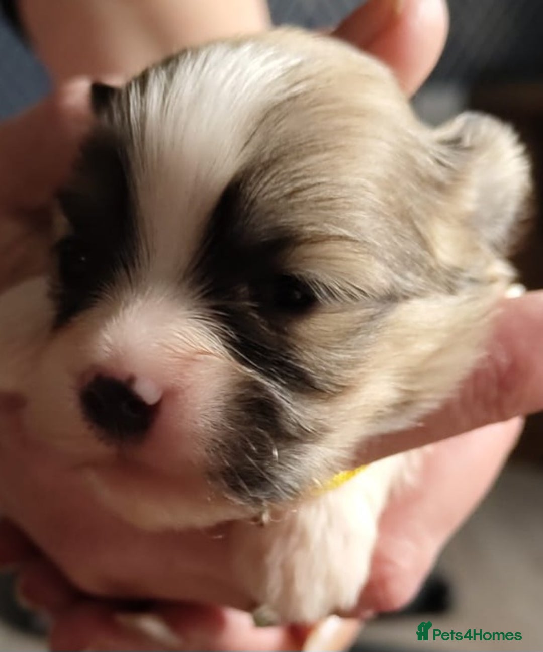 Lhasa Apso dogs for sale: KC REG LHASA APSO PUP(1 left) RED BOY) - Advert 9