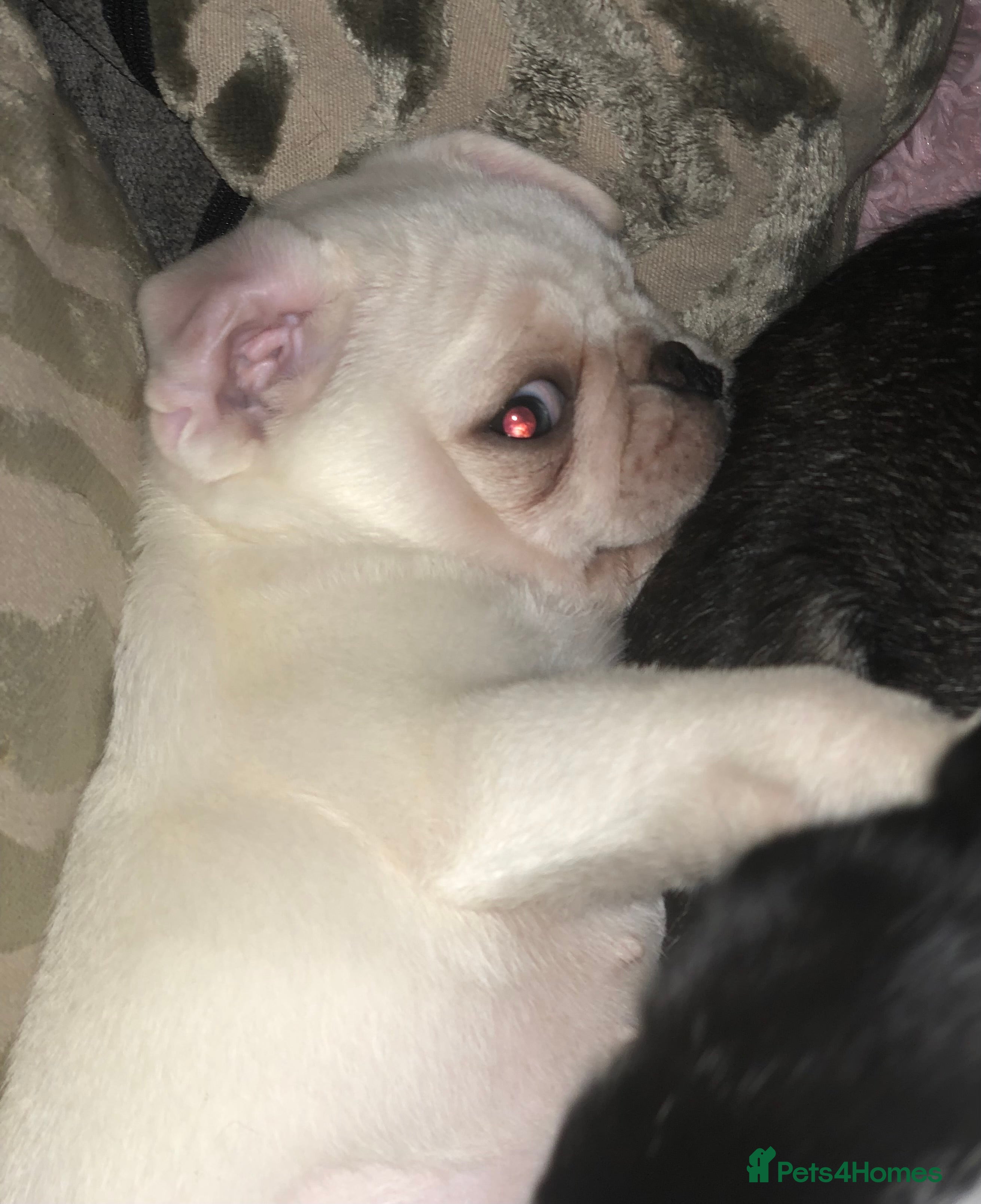 Pug dogs READY NOW white male pug puppy  - Advert 1