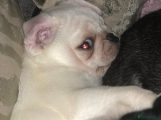 Pug dogs READY NOW white male pug puppy - Advert 6