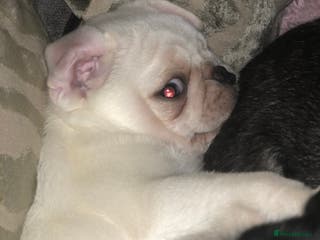 Pug dogs RESERVED - Advert 5