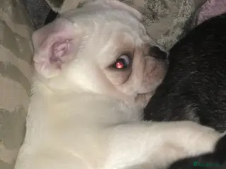 Pug dogs RESERVED - Advert 5