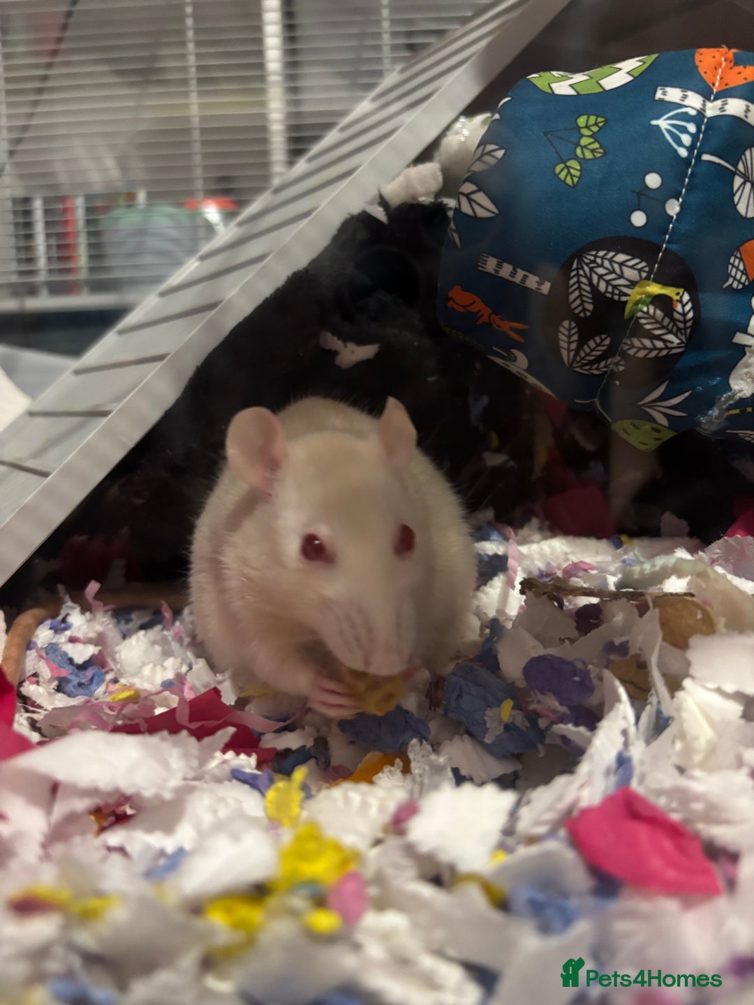 Rat rodents for sale: 3 FEMALE RATS + CAGE - Advert 3