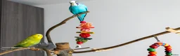 Budgerigars birds for sale: Budgies - Bobbie & Mango in Westbury - Advert 7