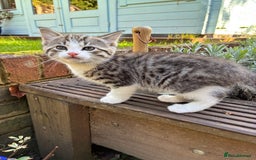 Mixed Breed cats for sale: Adorable Playful Happy Mixed breed kittens - Image 7