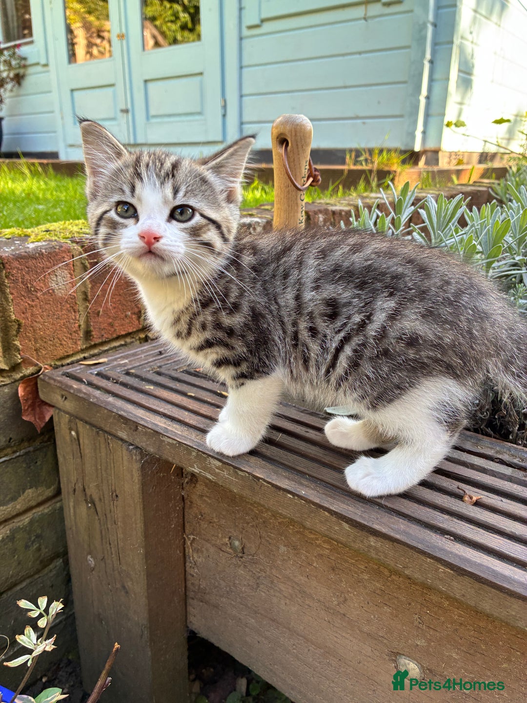 Mixed Breed cats for sale: Adorable Playful Happy Mixed breed kittens - Image 7