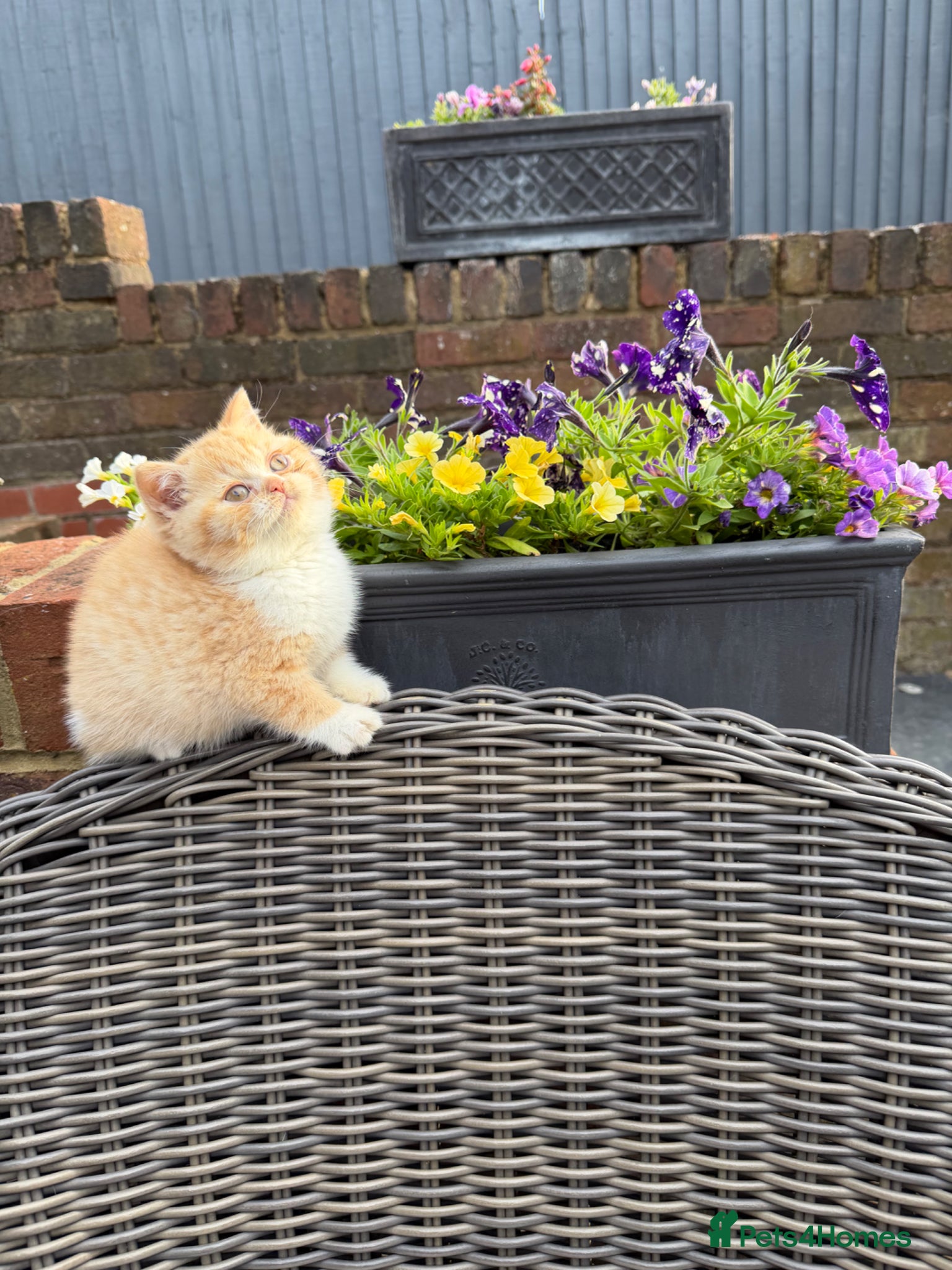 British Shorthair cats Full Pedigree/Registered BSH from £995 - Advert 2