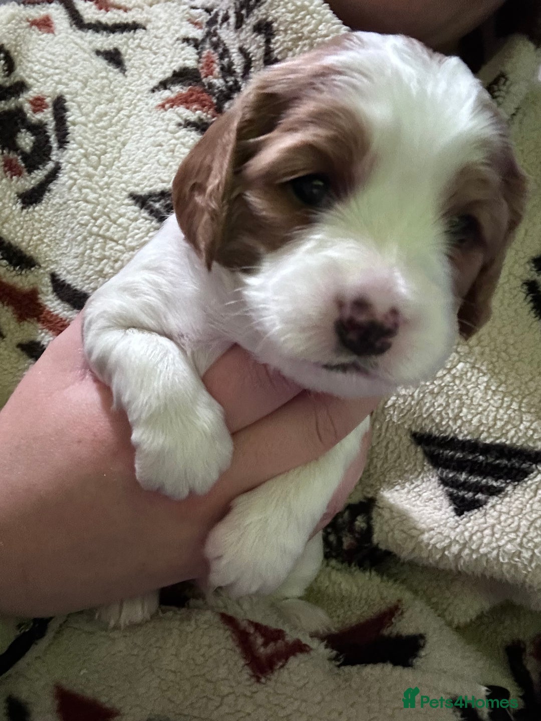 Mixed Breed dogs for sale: Beautiful Cocka/Cavapoo puppies.  - Advert 16