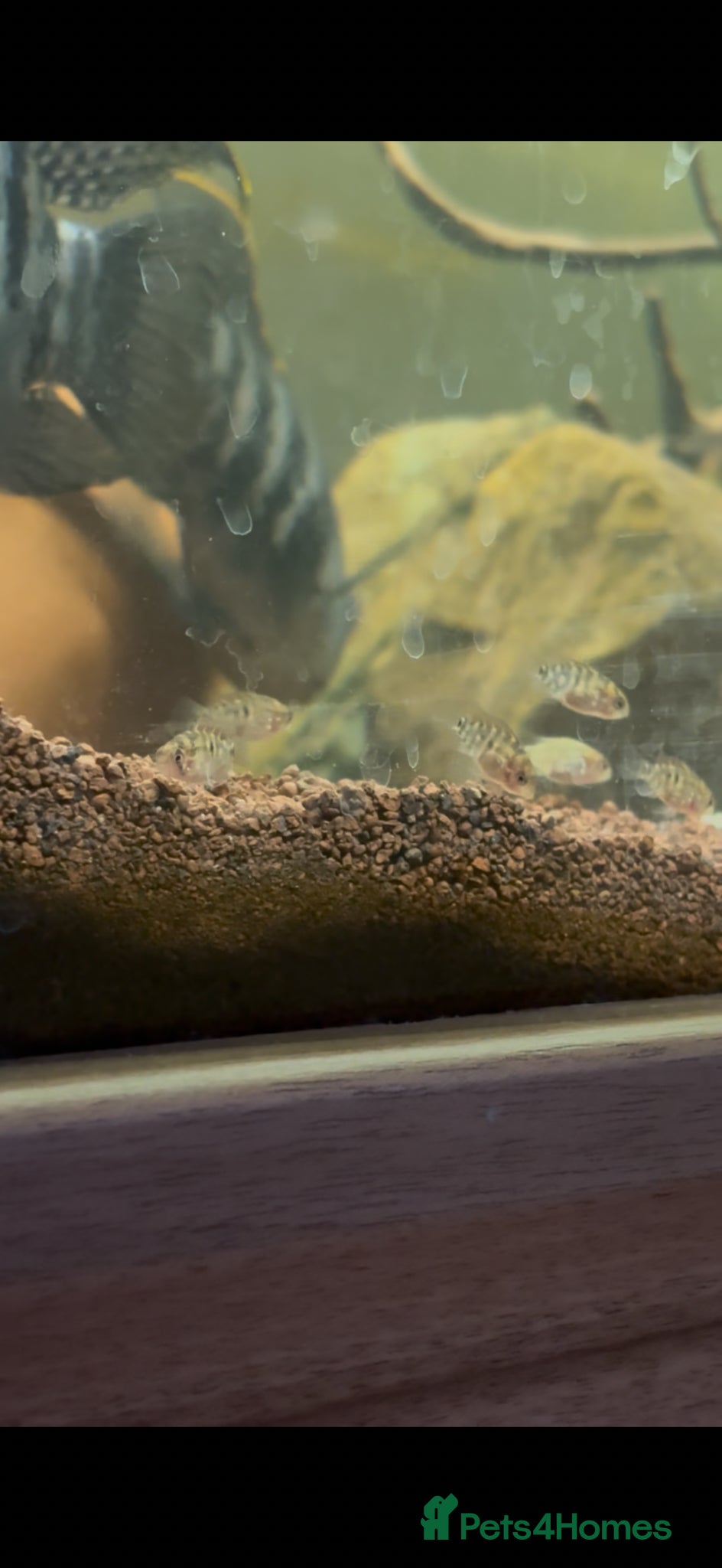Cichlids fish Acaras  - Advert 1