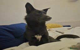 Mixed Breed dogs for adoption: 🌟 Meet Star 🌟 - Advert 4