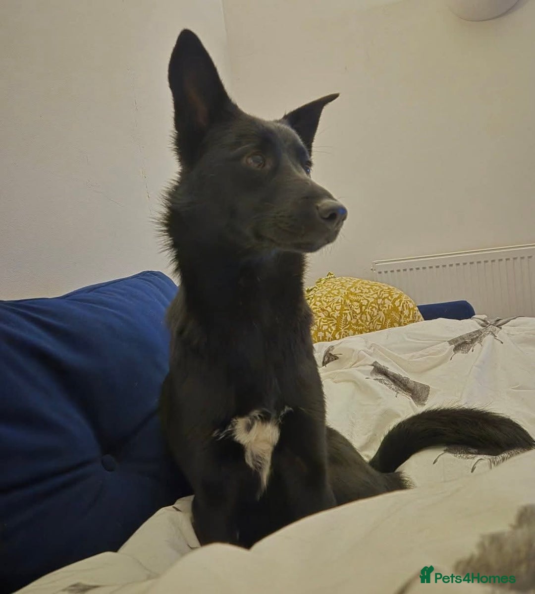 Mixed Breed dogs for adoption: 🌟 Meet Star 🌟 - Advert 4