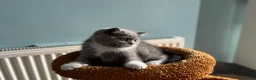 British Shorthair cats for sale: 🐾British Shorthair Kittens GCCF Registered🐾 - Advert 15