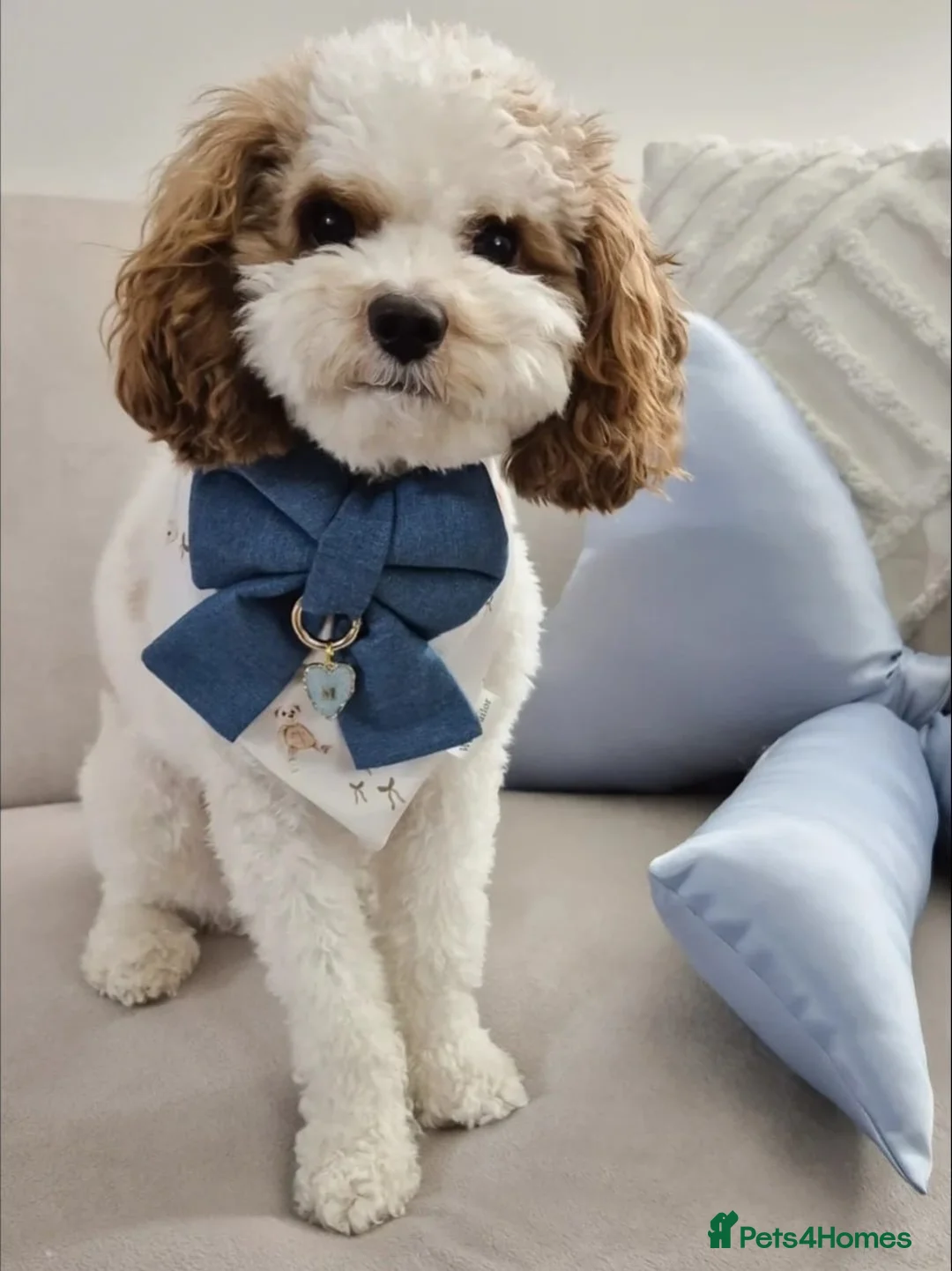 Cavapoo dogs for sale: 4 beautiful fb1 cavapoo puppies for sale!!  - Advert 3