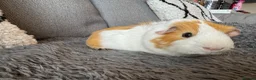 Guinea Pig rodents for sale: Abbysinian male guinea pig  - Advert 5