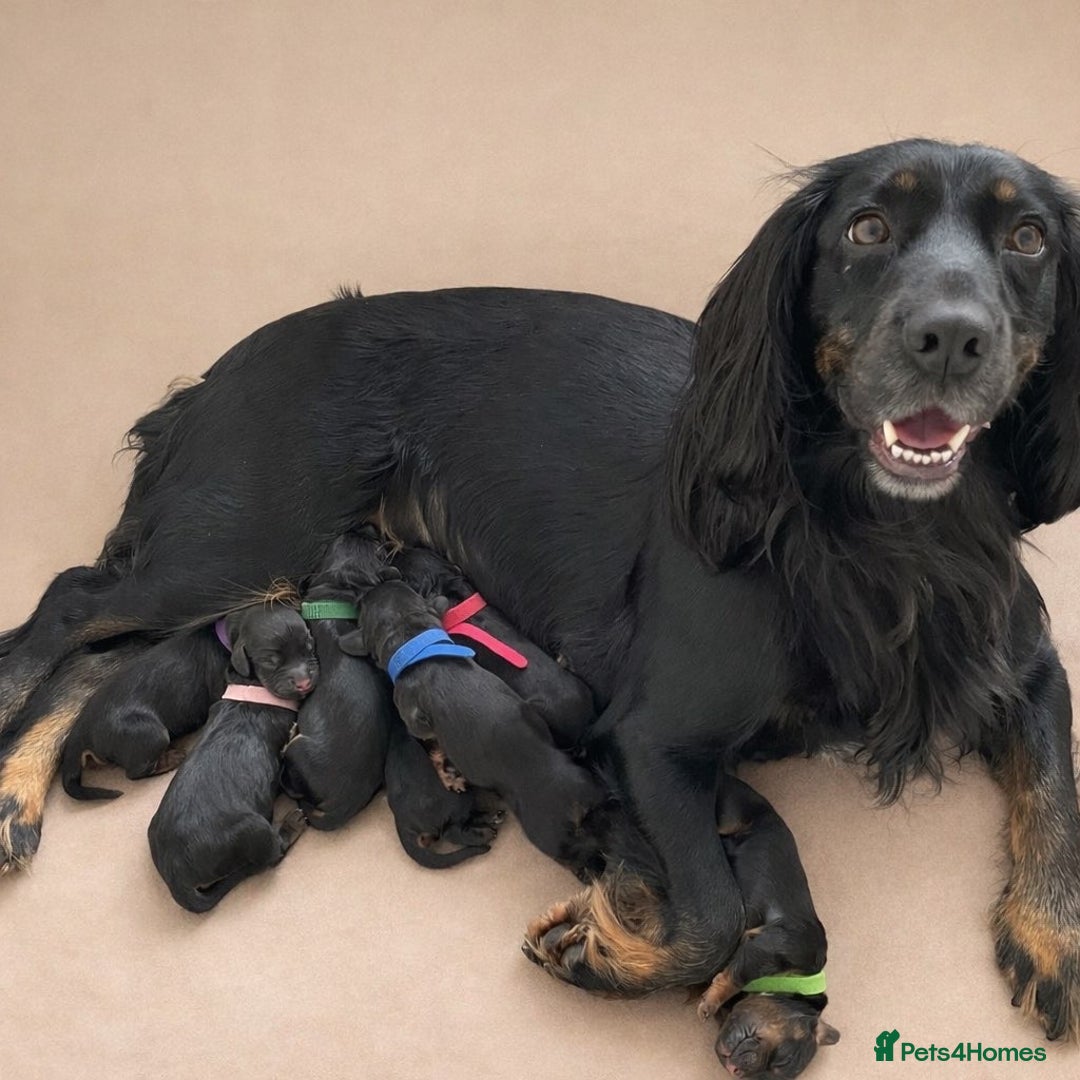 Cocker Spaniel dogs for sale: Health tested KC Registered working cocker Spaniel - Advert 3