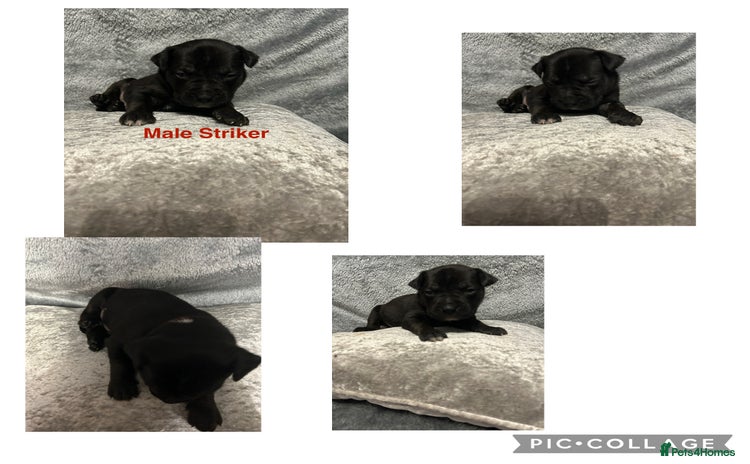 Mixed Breed dogs Beautiful pups  - Advert 4