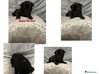 Mixed Breed dogs Beautiful pups - Advert 1