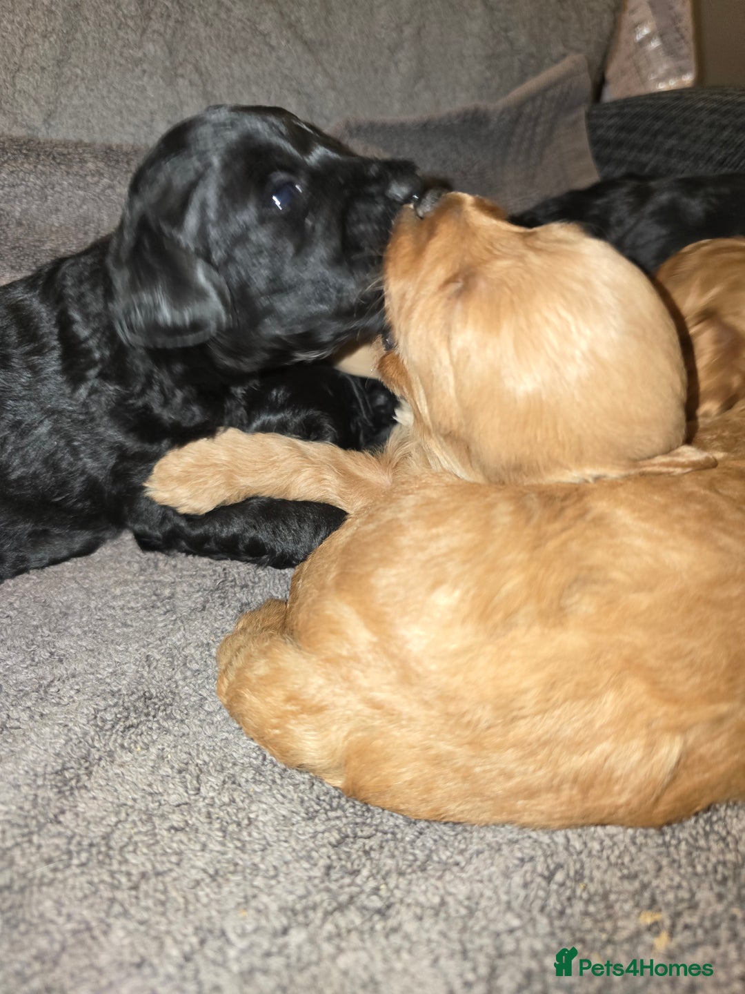 Lhasapoo dogs for sale: Beautiful lhasapoo puppies  - Image 5