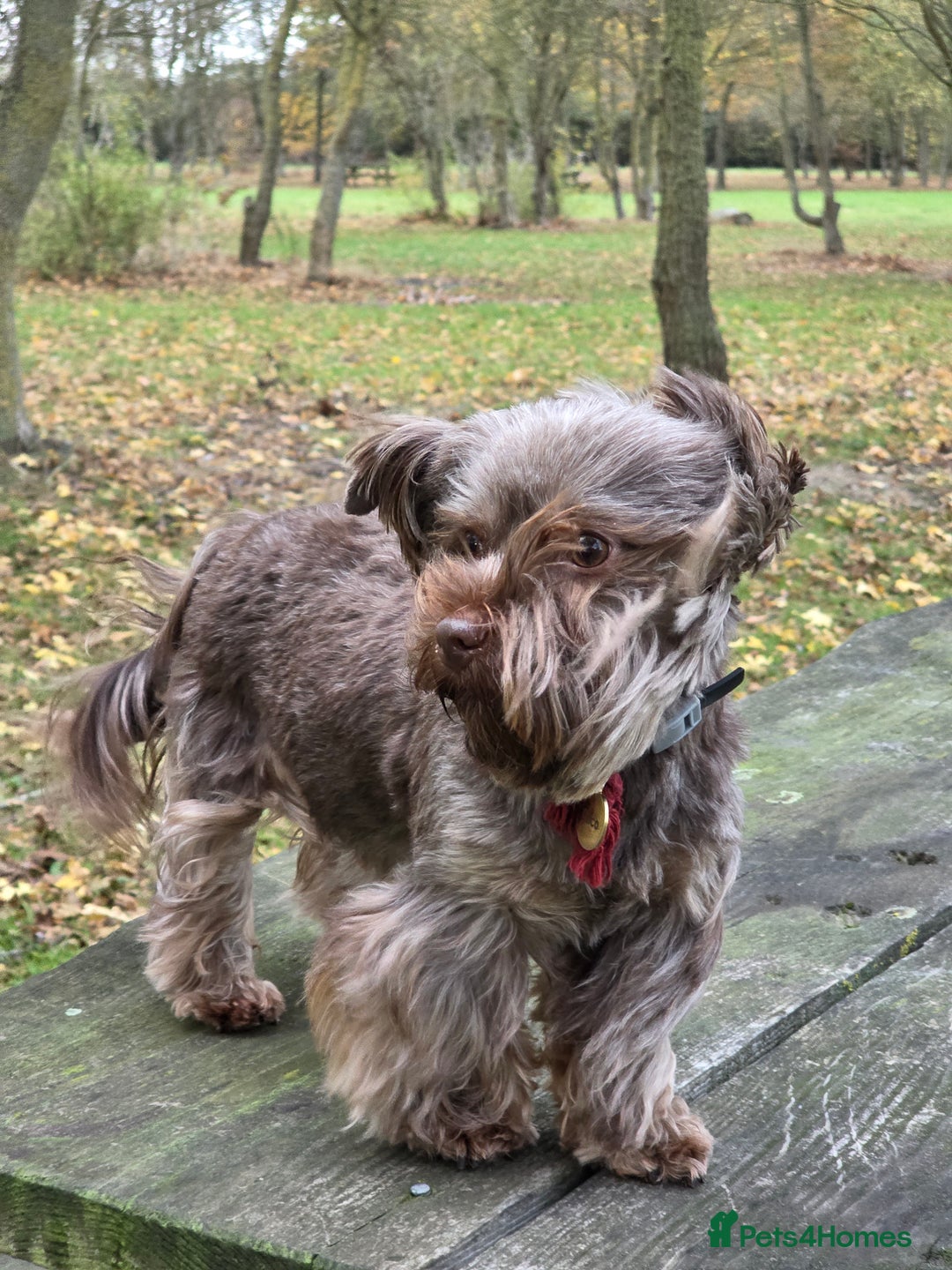 Yorkshire Terrier dogs for sale: Cocos' babies - Advert 1