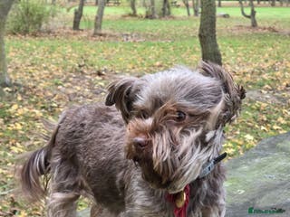 Yorkshire Terrier dogs Cocos' babies - Advert 3