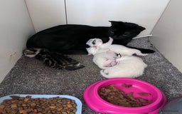 Mixed Breed cats for sale: Kittens for sale - 2  in Brighton - Image 8
