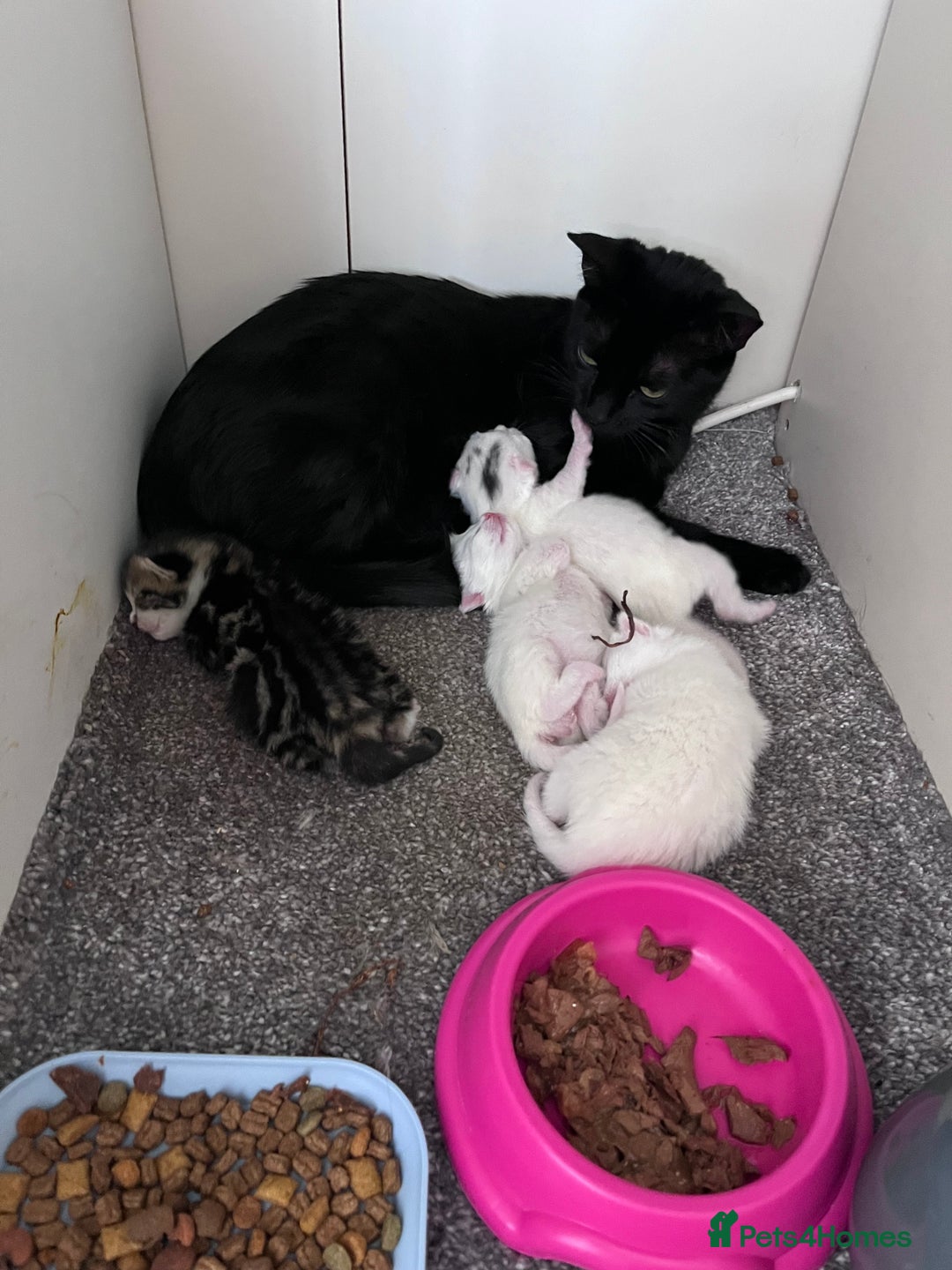 Mixed Breed cats for sale: Kittens for sale - 2  in Brighton - Image 8