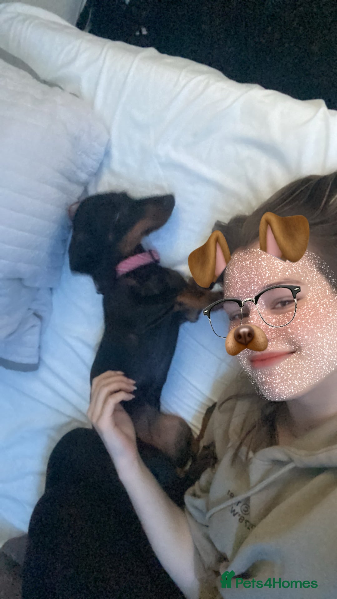 Dachshund dogs for sale: 3.5 year old Dachshund female  - Advert 4