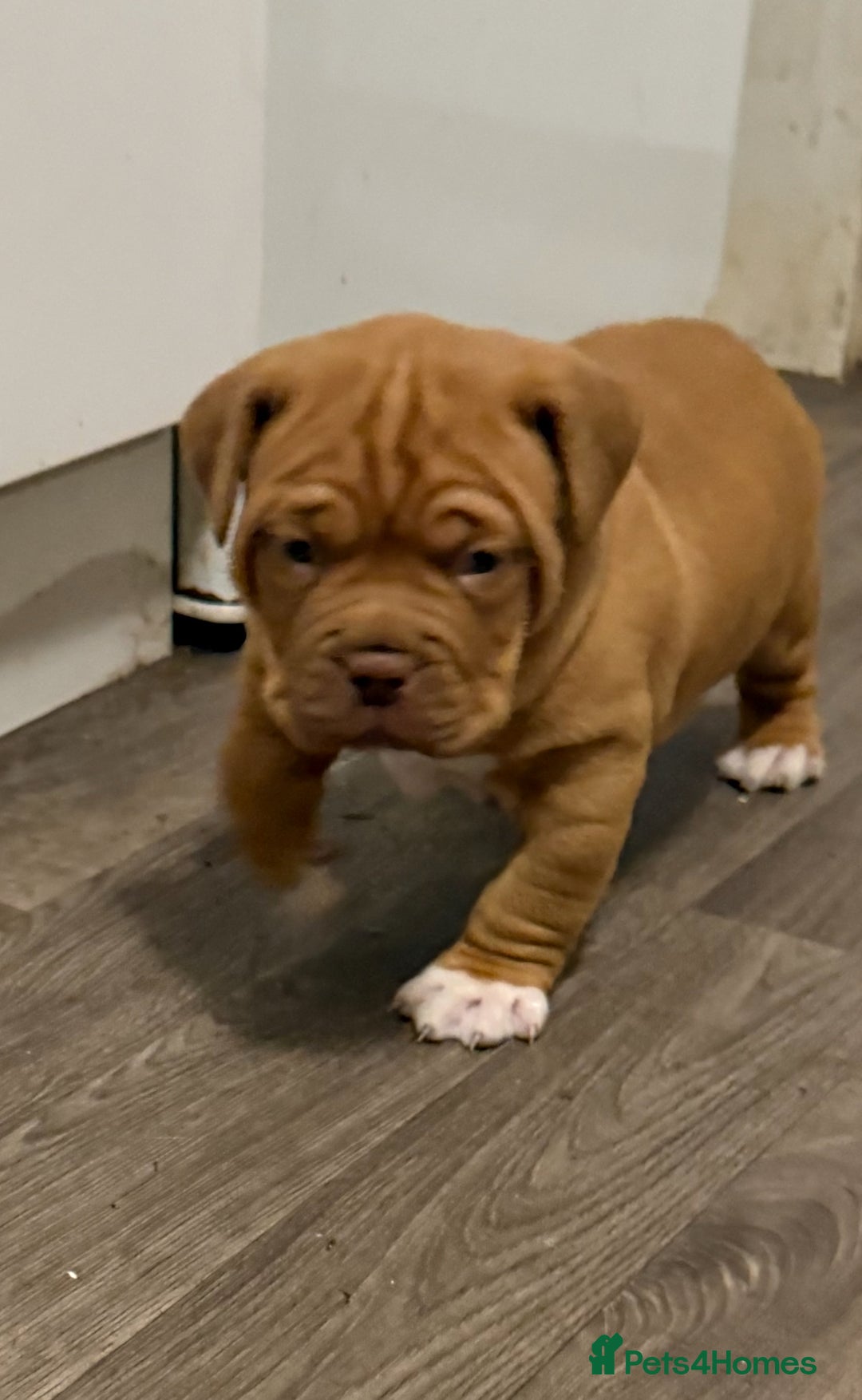 Dogue De Bordeaux dogs for sale: Ready to leave!!! Last boy - Advert 9