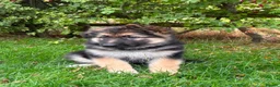 German Shepherd dogs for sale: Pedigree German shepherd puppies  in Ashford - Advert 30