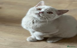 British Shorthair cats for sale: Exc   champion line - Image 26