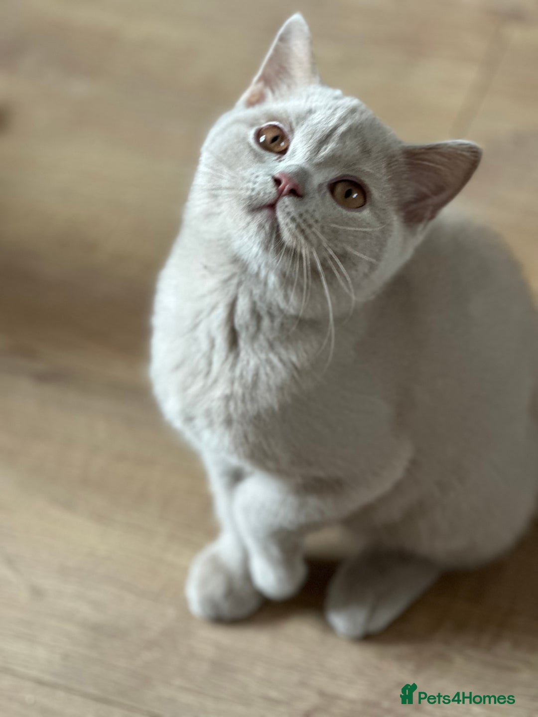 British Shorthair cats for sale: Exc   champion line - Image 26