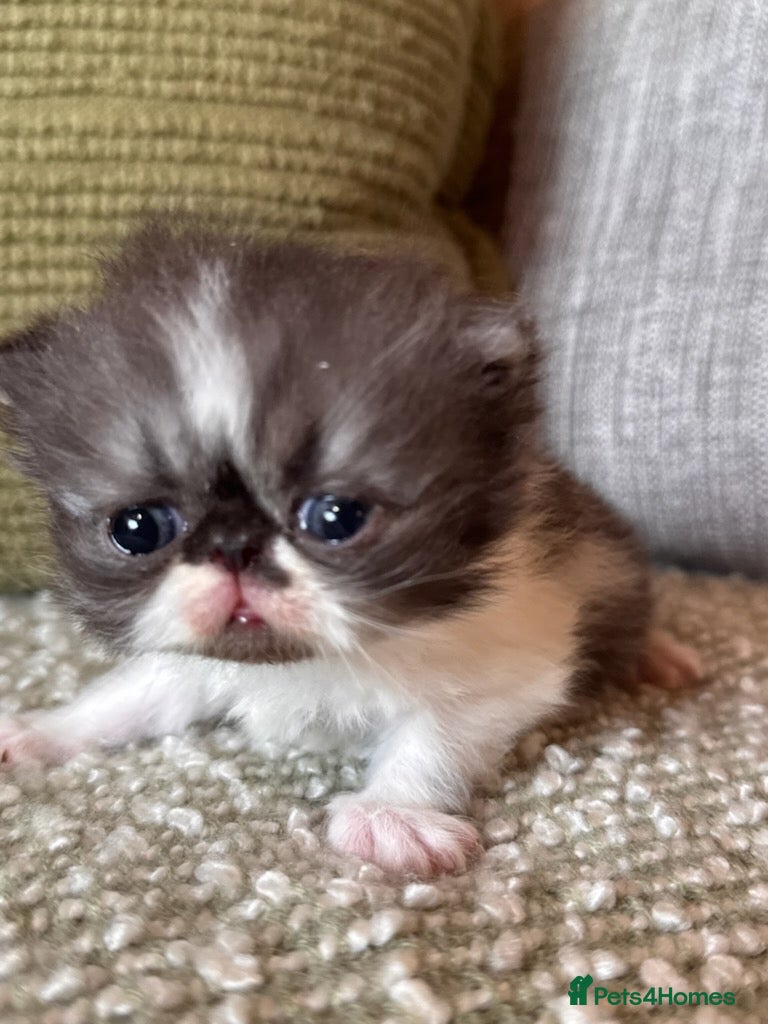 Exotic cats Exotic Persian  - Advert 2
