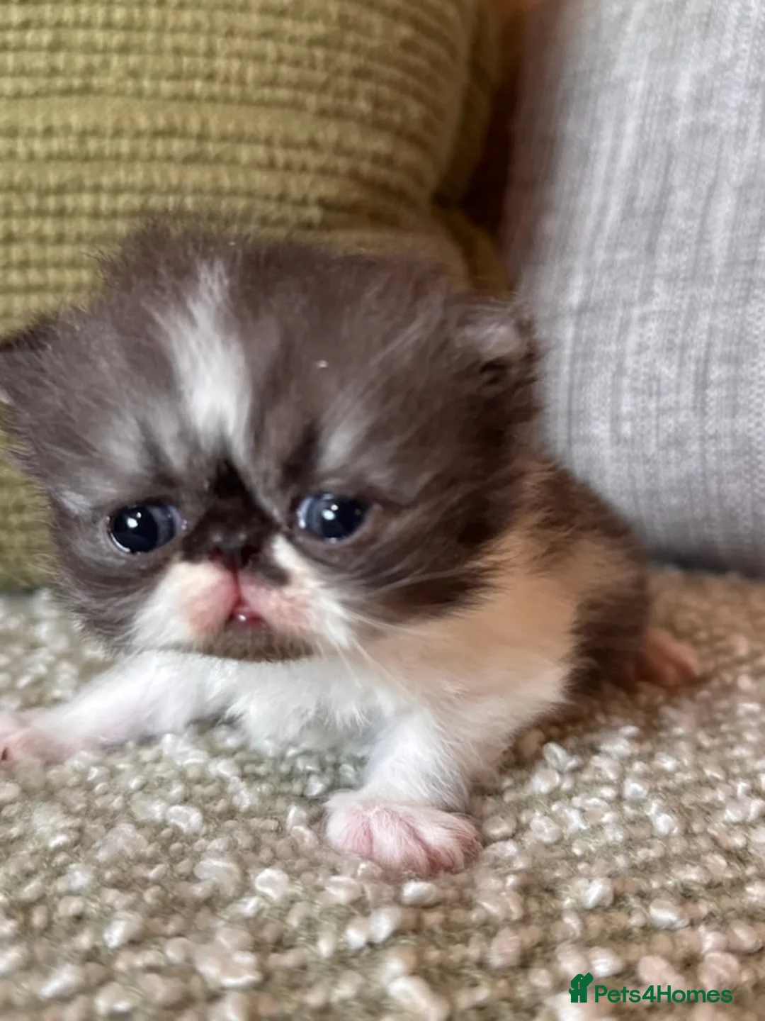 Exotic cats for sale: Exotic Persian  in Birmingham - Advert 1