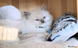 Ragdoll cats for sale: 🏆 🐾 Tica Registered EU Ragdoll Kittens 🐈 🏆 - Image 16