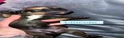 Dachshund dogs for sale: Dachshund Puppys - Advert 12