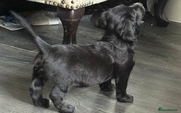 Cocker Spaniel dogs for sale: cockerspaniels  - Image 6